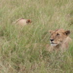 【動物好き必見】ケニア・マサイマラ国立公園をサファリドライブ!!!