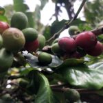 [サレント] コーヒー農園ツアー コーヒー豆収穫体験 最高級コロンビアコーヒー試飲